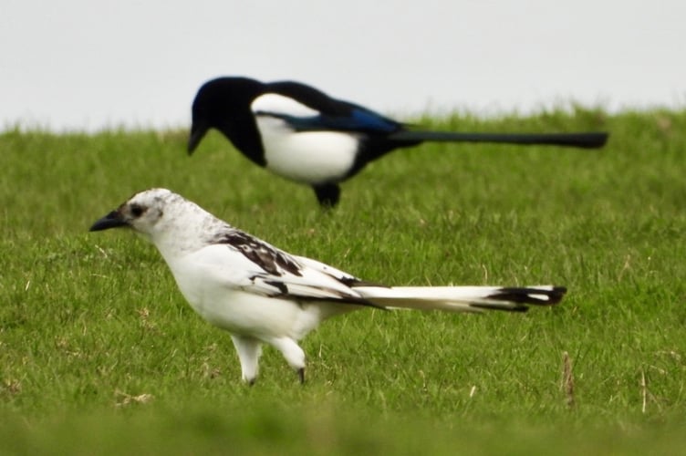 White magpie spotted in Fishguard, Pembrokeshire, on March 9. Release date March 12 2024. A nature enthusiast has captured some one in a million photos of an extremely rare white magpie. Terry Wright, 52, spotted the bird in the coastal town of Fishguard in Pembrokeshire, Wales on Saturday (March 9). He says the odds of seeing a white magpie is around one in a million, as they are extremely rare. The magpie is white because it will have a condition called Leucism -  a genetic mutation that results in a total or partial reduction of color in a bird's plumage.