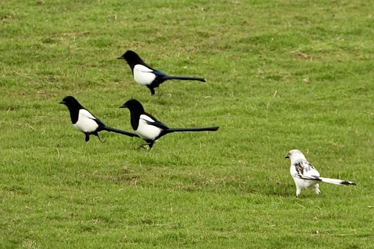 White magpie spotted in Fishguard, Pembrokeshire, on March 9. Release date March 12 2024. A nature enthusiast has captured some one in a million photos of an extremely rare white magpie. Terry Wright, 52, spotted the bird in the coastal town of Fishguard in Pembrokeshire, Wales on Saturday (March 9). He says the odds of seeing a white magpie is around one in a million, as they are extremely rare. The magpie is white because it will have a condition called Leucism -  a genetic mutation that results in a total or partial reduction of color in a bird's plumage.