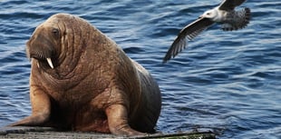 WATCH: Looking back 3 years on from Wally the walrus' arrival in Tenby