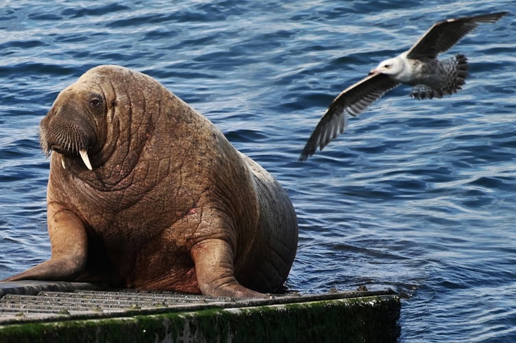 Wally the walrus making friends with a Tenby gull