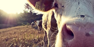 2,000-herd dairy farm plans near Kilgetty