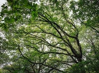 Tens of thousands of oak trees have been planted across Wales