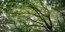 Tens of thousands of oak trees have been planted across Wales