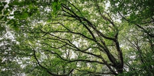 Tens of thousands of oak trees have been planted across Wales