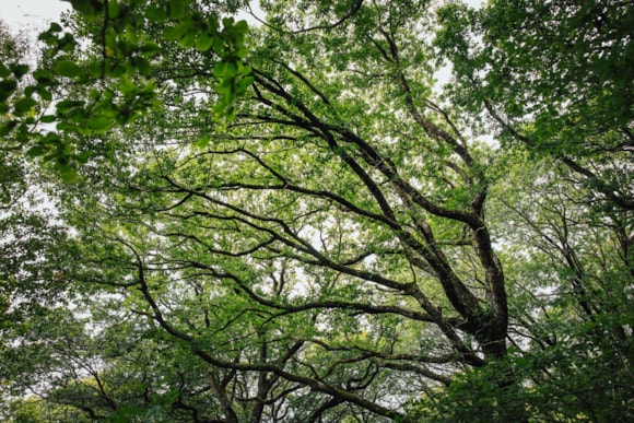 Tens of thousands of oak trees have been planted across Wales