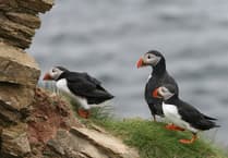 'Irresponsible' jet-ski users warned 'do not disturb' protected puffins