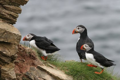 Jet-ski users warned 'do not disturb' protected puffins