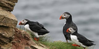 Jet-ski users warned 'do not disturb' protected puffins