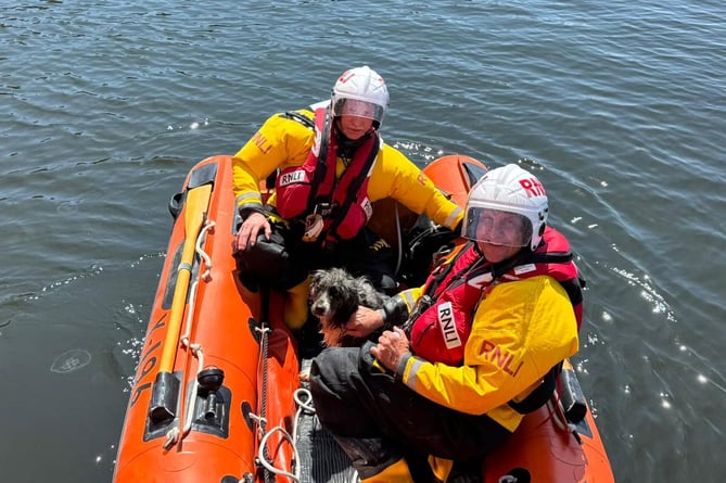 Tenby RNLI dog rescue