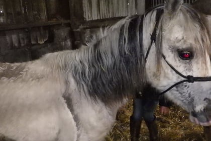 Suspended sentence for Carmarthenshire man who neglected five horses