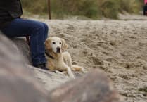 “We will have teams ensuring that bylaws relating to dogs on beaches are followed”