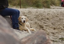 Pembrokeshire Council issues further dog 'beach ban' warning