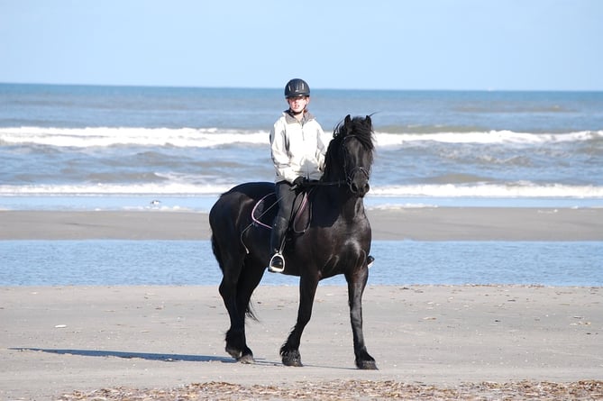 horse on beach