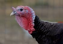 Pembroke Turkey shed refused