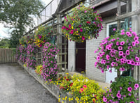 Get your fingers green for this year's Saundersfoot in Bloom comp