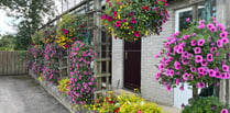 Get your fingers green for this year's Saundersfoot in Bloom comp