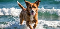 Council confirms ban on pooches for Tenby’s flagship sporting swims!