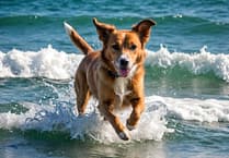 Council confirms beach ban stands on pooches for Tenby’s flagship sporting swims!