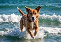 Council confirms ban on pooches for Tenby’s flagship sporting swims!