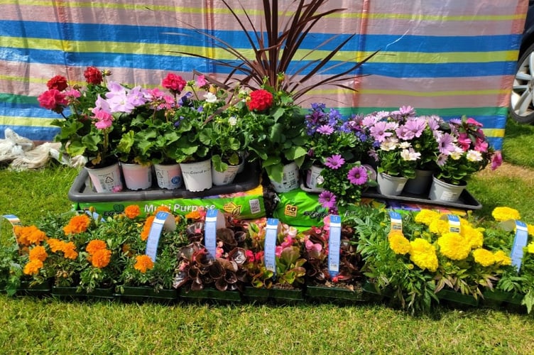 Tenby train planters