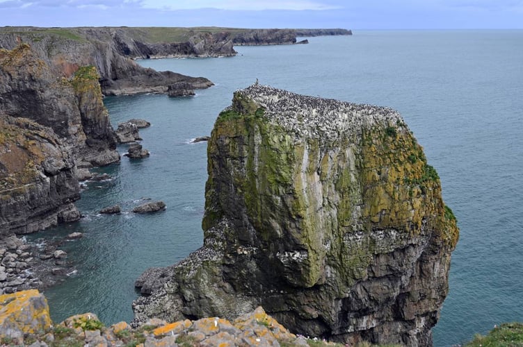 Stack Rocks, where colonies of razorbills and guillemots gather at the start of the breeding season.