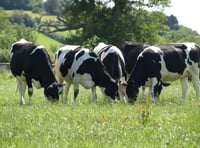 Site visit to determine dairy farm plans near Kilgetty 