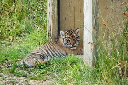 Manor Wildlife Park’s Sumatran tiger cub Zaza meets the press!