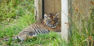 Manor Wildlife Park’s Sumatran tiger cub Zaza meets the press!