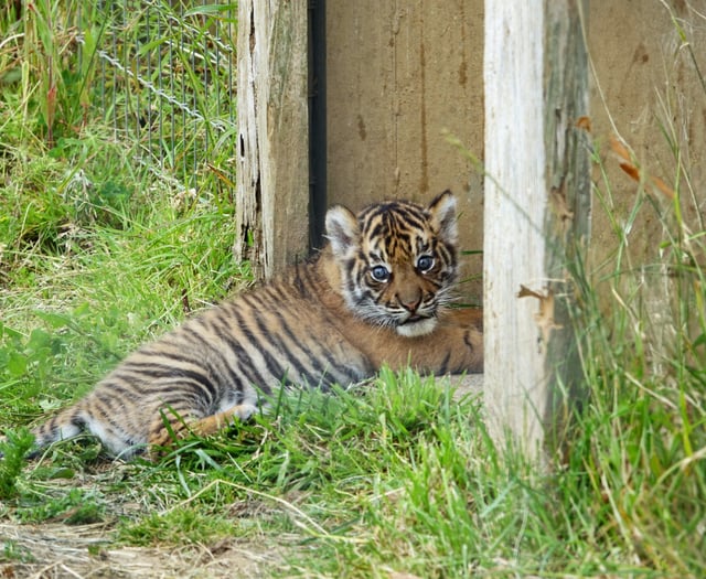 Manor Wildlife Park’s Sumatran tiger cub Zaza meets the press!