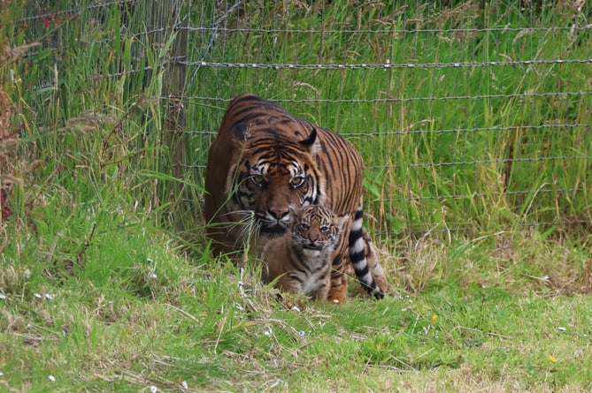 Sumatran tiger cub, named Zaza