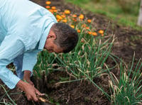 Pennar Allotments