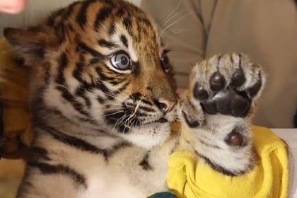 WATCH: A catch up on how Manor Wildlife Park’s tiger cub Zaza is doing