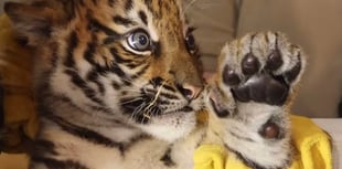 WATCH: A catch up on how Manor Wildlife Park’s tiger cub Zaza is doing