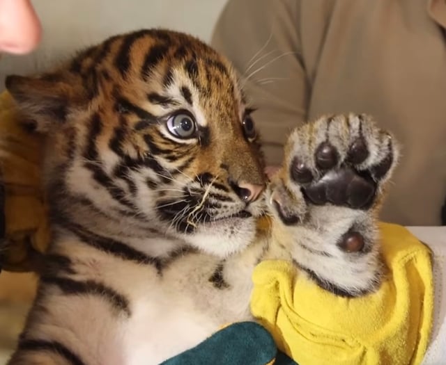 WATCH: A catch up on how Manor Wildlife Park’s tiger cub Zaza is doing