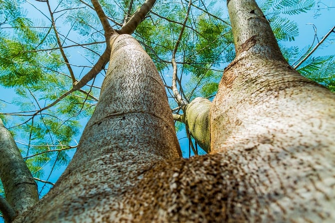 Tree trunk