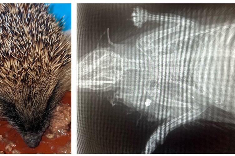 Hedgehog x ray