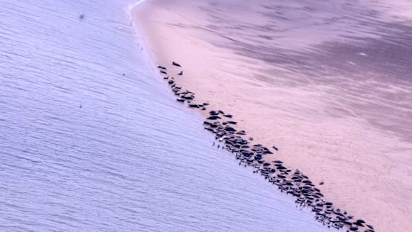 seals survey