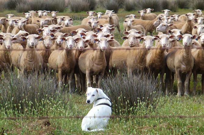 sheep and dog