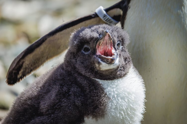 Pengin chick at Folly Farm