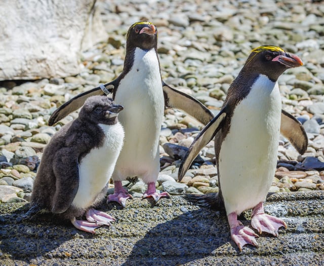 WATCH: Folly Farm welcomes its first ever Macaroni penguin chick!