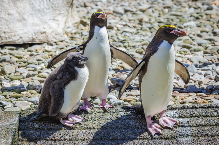 Folly Farm penguin chick