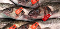 Sea bass tagging trial helps support Welsh fishing communities