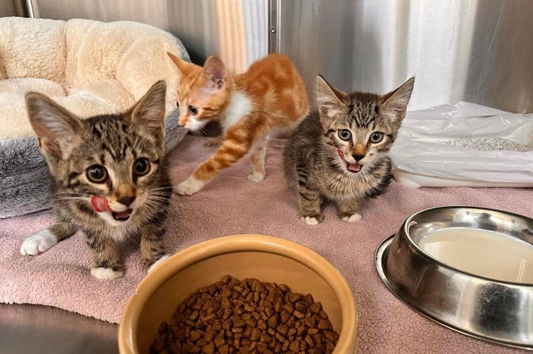 In June three kittens  - estimated to be aged around eight weeks old - were abandoned in Abergele.