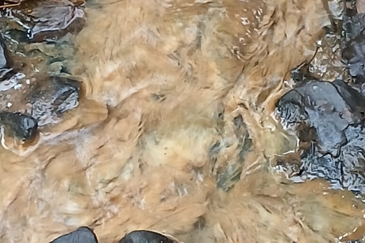 The polluted stream at West Wales Woods, near Carmarthen