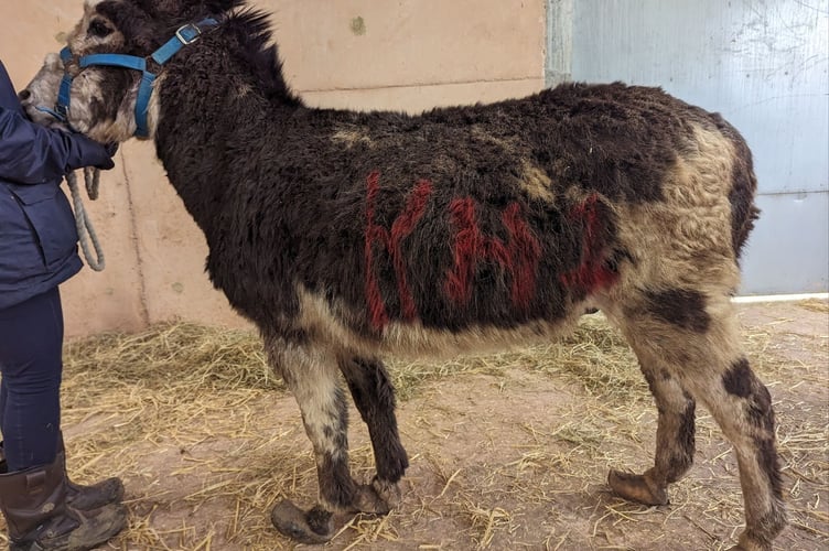 The equines were found in a poor environment and were not having their needs met. Many of them had overgrown hooves and there were concerns for their body conditions. 