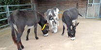 Donkeys 'enjoy a fuss' at sanctuary following neglect