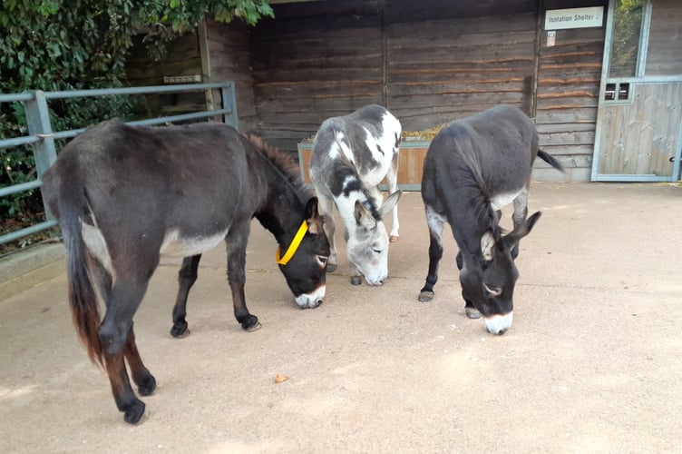 Kia Thomas, Donkey Welfare Adviser at The Donkey Sanctuary, said: “When I saw the donkeys recently, I was absolutely delighted to see how different they looked from when we picked them up.