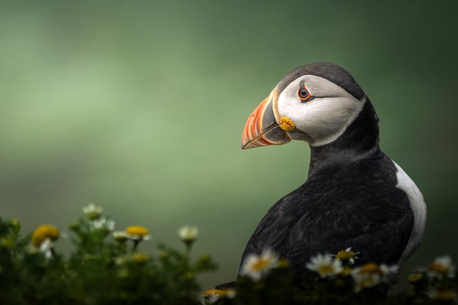 Fifteen-year-old Anwen Whitehead, from Aberystwyth was the overall winner for 2024 with her image of a puffin entitled ‘Daydreaming in the chamomiles’.