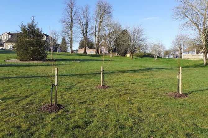 Hundreds more trees have been planted at Parc Dewi Sant, Carmarthen, and at St Clears.