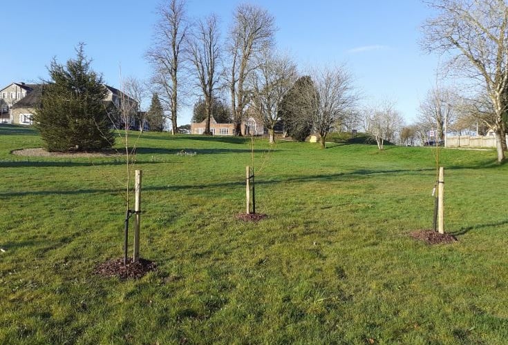 Hundreds more trees have been planted at Parc Dewi Sant, Carmarthen, and at St Clears.